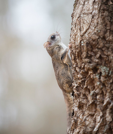 Eastern Flying Squirrel