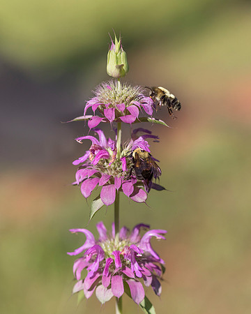 Lemon Bee Balm