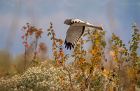 Northern Harrier Male aka The Grey Ghost
