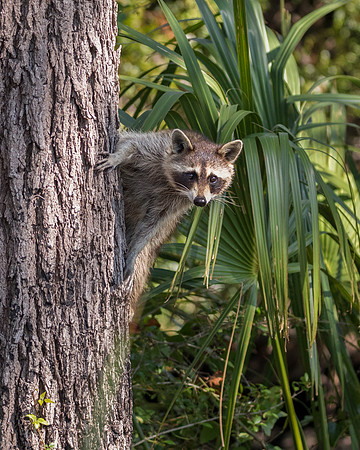 Raccoon