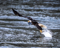 Bald Eagle Fishing 2