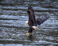 Bald Eagle Fishing 1