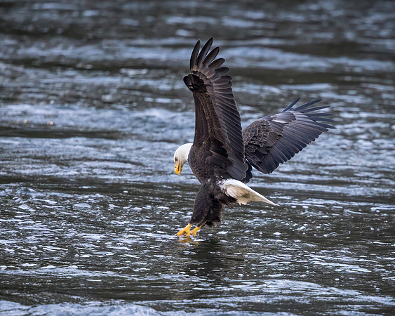 Bald Eagle Fishing 1