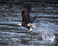 Bald Eagle Fishing 3