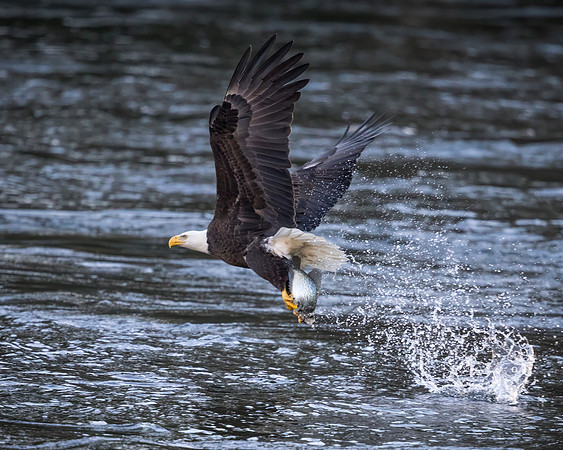 Bald Eagle Fishing 3