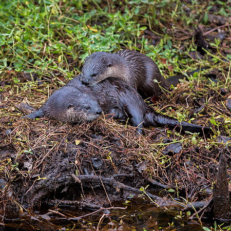 River Otter Pups