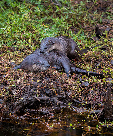 River Otter Pups