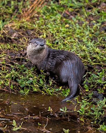 River Otter