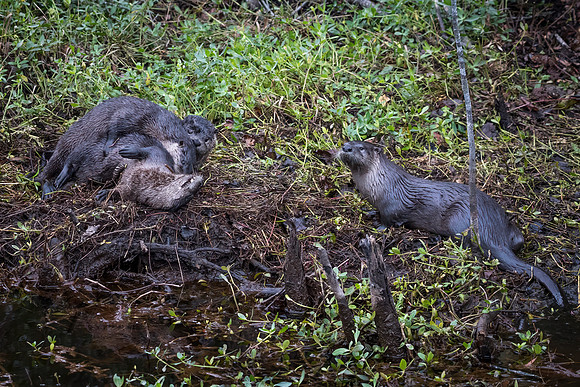 River Otter 3 Pups and Mom