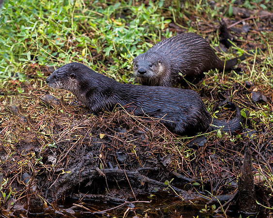 River Otters