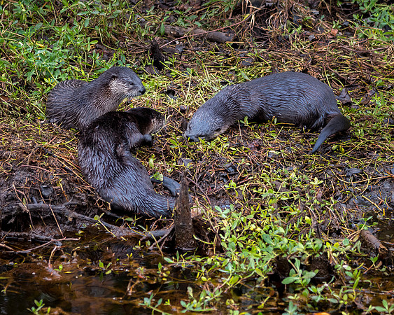 River Otter Pups & Mom