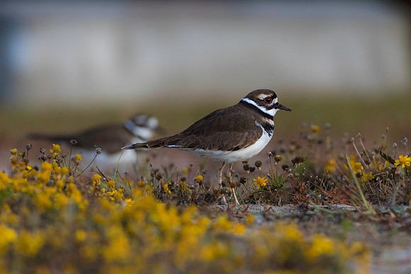 Killdeer