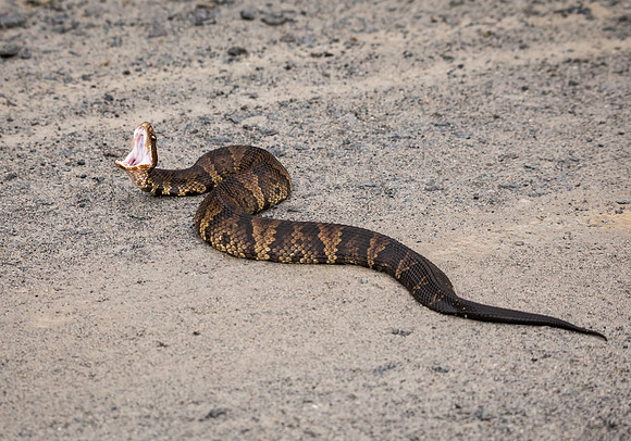 Cottonmouth