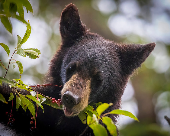 Berries, cherries and bears, oh my!