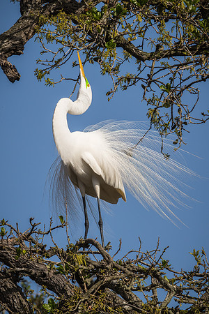 Great Egret