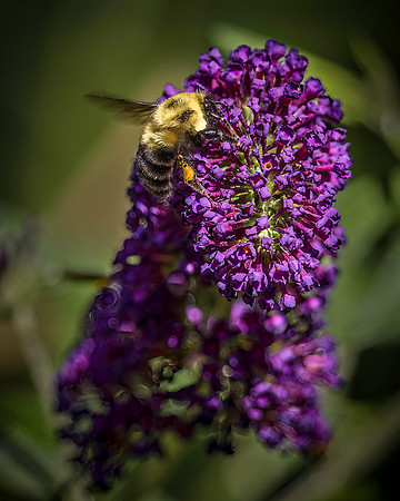 Bumble Bee on Butterfly Bush