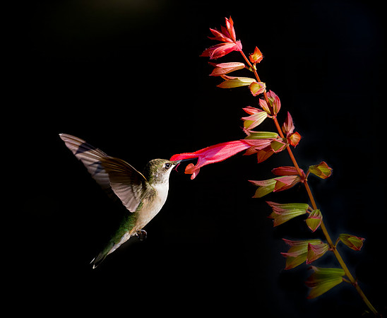 Ruby-Throated Juvenile Male Hummingbird on Skyscraper Salvia