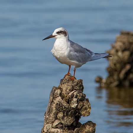 Forster's Tern