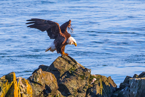 Majestic Landing - Bald Eagle