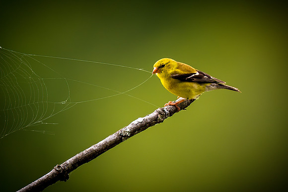 "Gathering Silk" -Female American Goldfinch