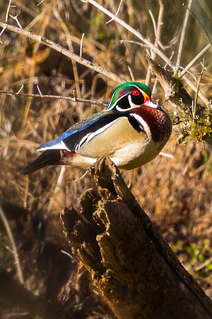 Wood Duck - Drake