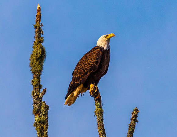 Regal River Watch - Bald Eagle