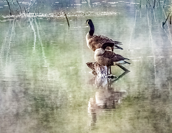Canada Geese