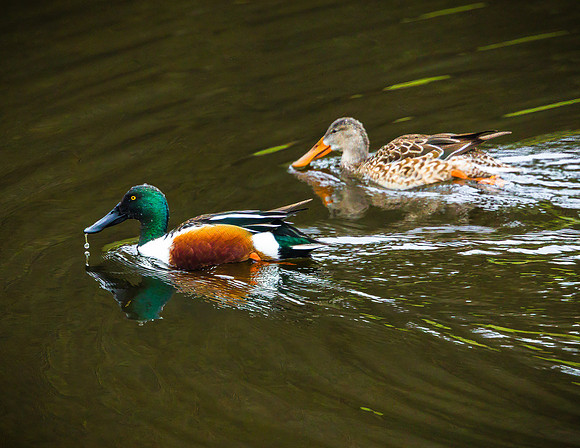 Northern Shoveler Pair
