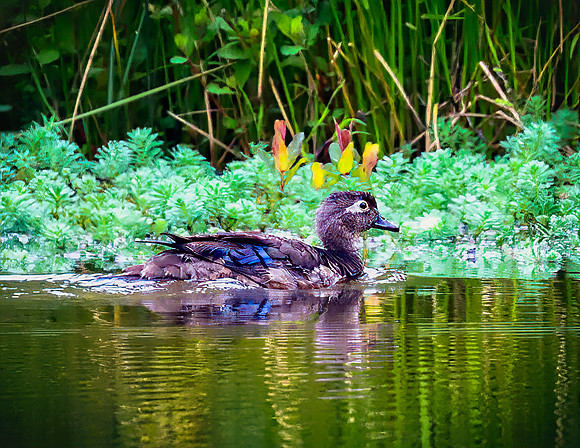 Wood Duck - Female