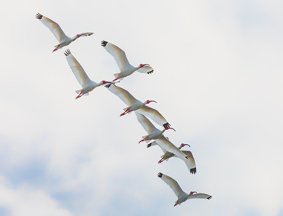 "Black Glove Affair" - White Ibis in flight