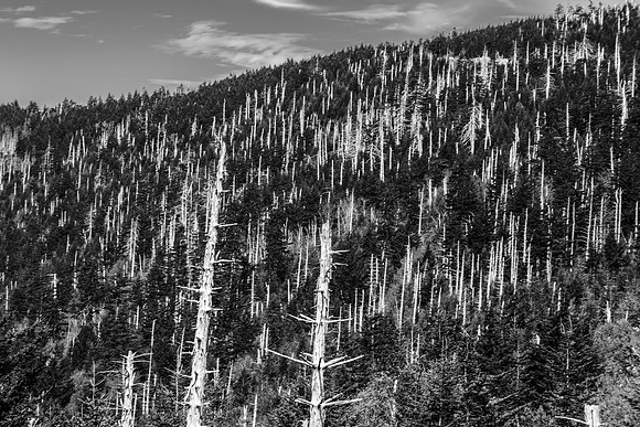 Invasion of the Hemlocks - Juried Exhibit Finalist