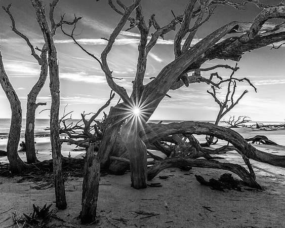 Sunstar Beach - Juried Exhibit Finalist