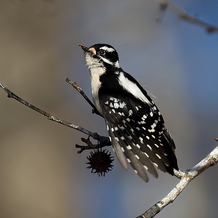Downy Woodpecker - Female