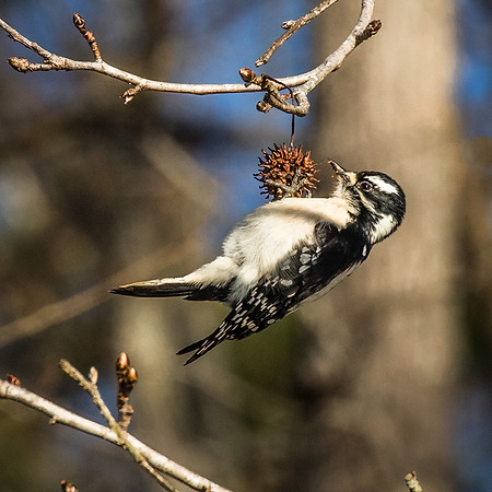 Downy Woodpecker - Female