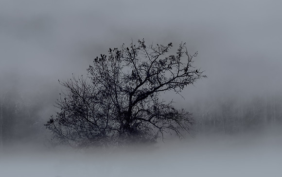 Oconaluftee Tree of Times Past - Shining through the Fog