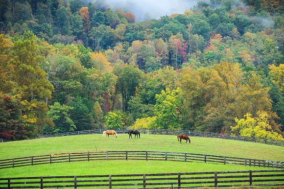 Grazing in the Smokies