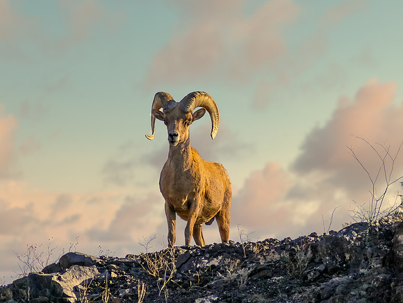 Searching for "Ewe" - Big Horn Ram