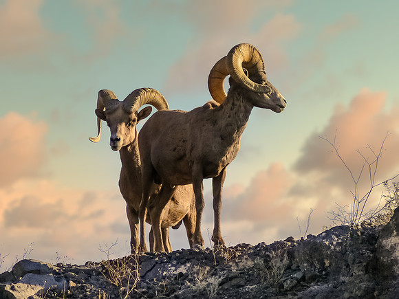 Big Horn Rams Posing for "Ewe"