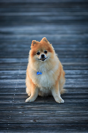 Leo on Georgia Marsh Dock
