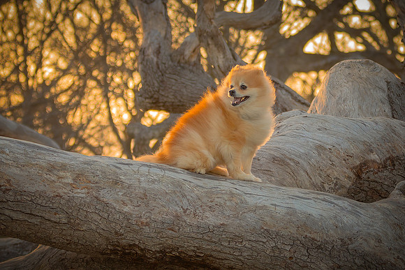 Leo at Driftwood Beach