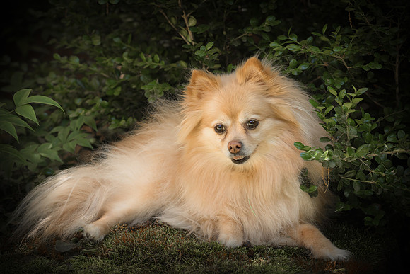 Princess Diva Zoe