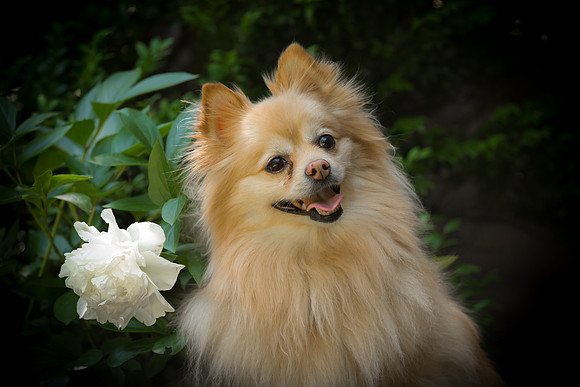 Princess Diva Zoe