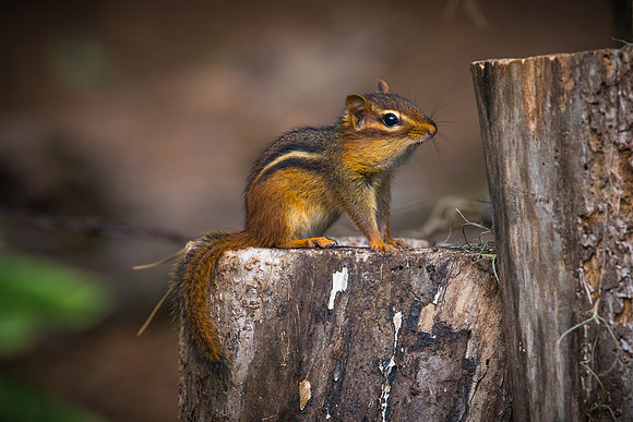 The Poser - Chipmunk