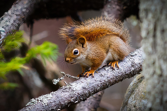 Little Red Squirrel