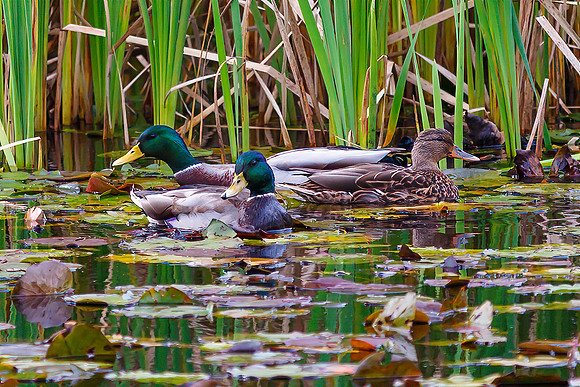 Mallards
