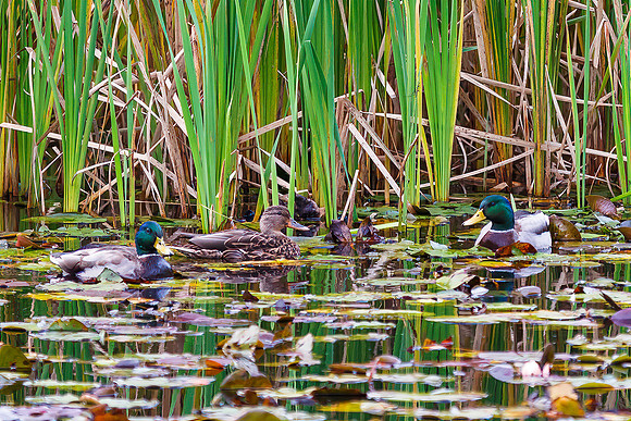 Mallards