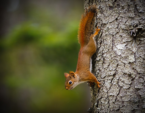Frozen Stance - Red Squirrel
