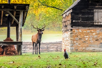 Trespasser on the Farm!