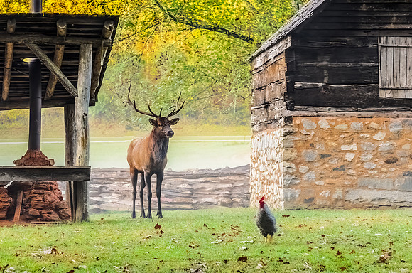 Trespasser on the Farm!