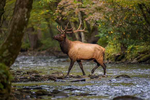 Stately Stance